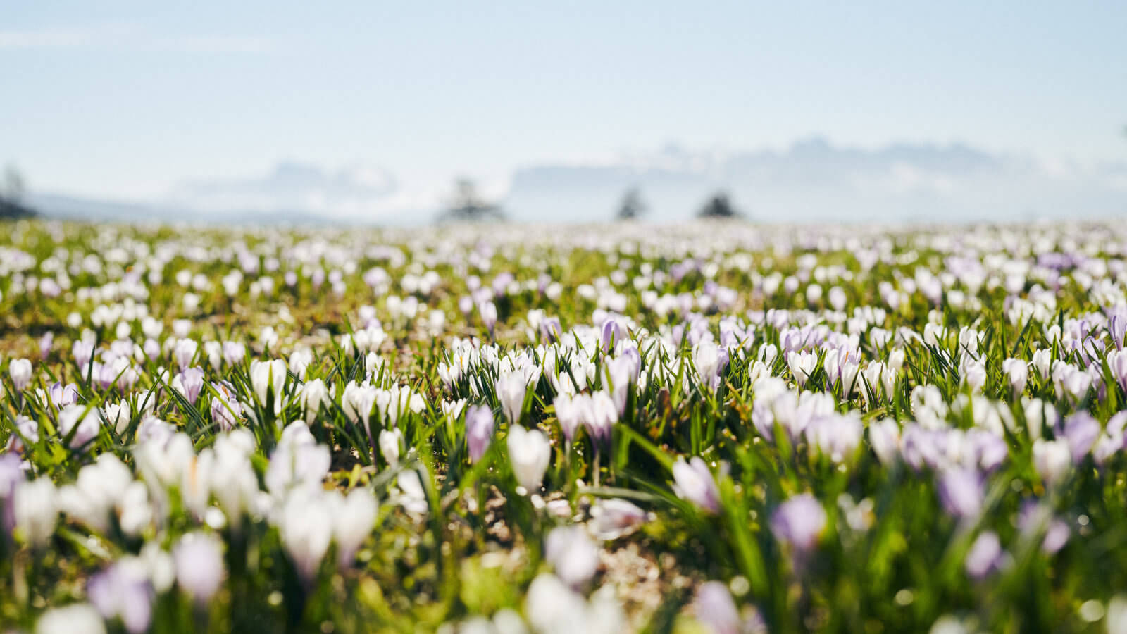 Risveglio di privamera al Silentium